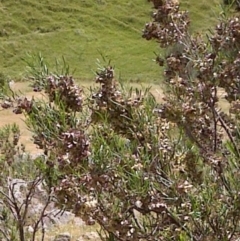 Dodonaea viscosa (Hop Bush) at Nangus, NSW - 24 Oct 2014 by abread111