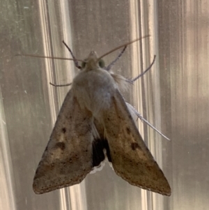 Helicoverpa punctigera at Murrumbateman, NSW - 24 Jan 2021 09:07 AM