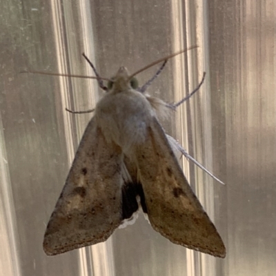 Helicoverpa punctigera (Native Budworm) at Murrumbateman, NSW - 24 Jan 2021 by SimoneC