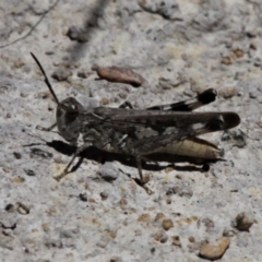 Austroicetes sp. (genus) (A grasshopper) at Forde, ACT - 17 Jan 2021 by HarveyPerkins