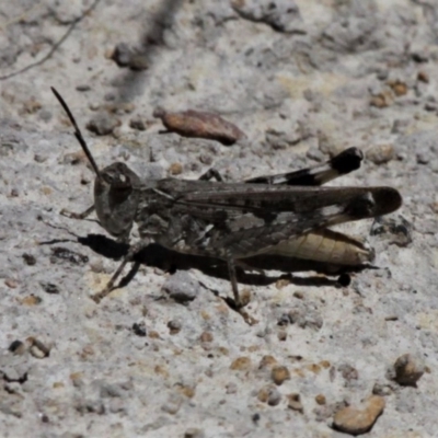 Austroicetes sp. (genus) (A grasshopper) at Forde, ACT - 17 Jan 2021 by HarveyPerkins