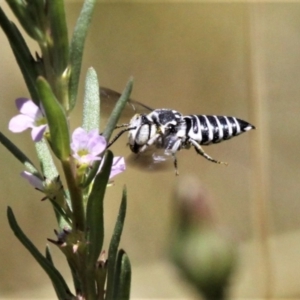 Coelioxys froggatti at Forde, ACT - 17 Jan 2021