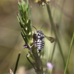 Coelioxys froggatti at Forde, ACT - 17 Jan 2021