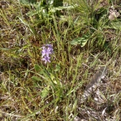 Caesia calliantha (Blue Grass-lily) at Jones Creek, NSW - 9 Oct 2014 by abread111