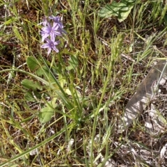 Caesia calliantha at Jones Creek, NSW - 9 Oct 2014