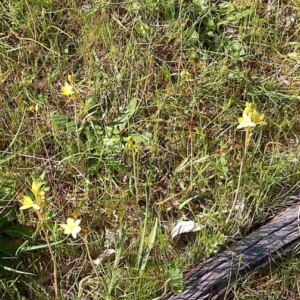 Bulbine bulbosa at Jones Creek, NSW - 9 Oct 2014 03:19 PM