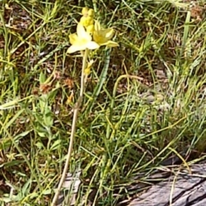 Bulbine bulbosa at Jones Creek, NSW - 9 Oct 2014 03:19 PM