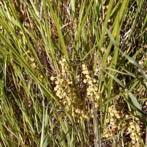 Lomandra filiformis at Jones Creek, NSW - 9 Oct 2014 05:06 PM