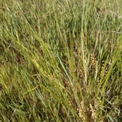 Lomandra filiformis at Jones Creek, NSW - 9 Oct 2014 05:06 PM