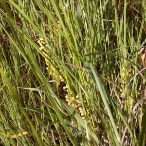 Lomandra filiformis at Jones Creek, NSW - 9 Oct 2014 05:06 PM