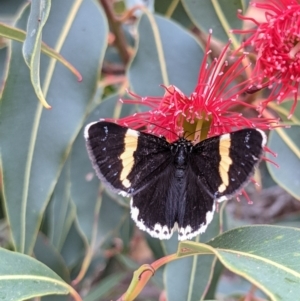 Eutrichopidia latinus at Currawang, NSW - suppressed