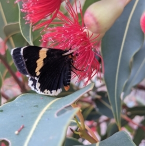 Eutrichopidia latinus at Currawang, NSW - suppressed