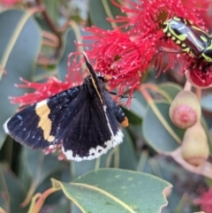 Eutrichopidia latinus at Currawang, NSW - suppressed