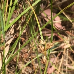 Carex inversa (Knob Sedge) at Majura, ACT - 24 Jan 2021 by JaneR