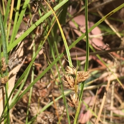 Carex inversa (Knob Sedge) at Majura, ACT - 23 Jan 2021 by JaneR