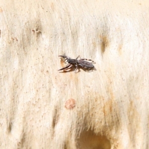 Holoplatys sp. (genus) at O'Connor, ACT - 24 Jan 2021