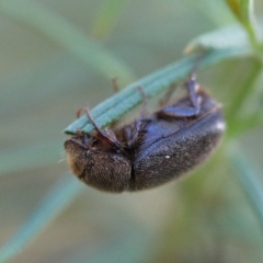 Heteronyx sp. (genus) (Scarab beetle) at O'Connor, ACT - 21 Jan 2021 by ConBoekel