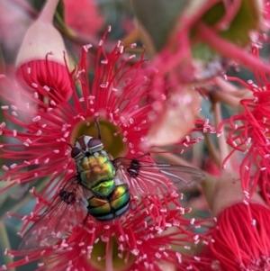 Rutilia (Chrysorutilia) formosa at Currawang, NSW - 24 Jan 2021