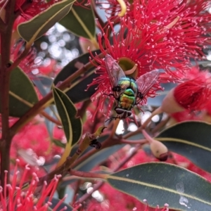 Rutilia (Chrysorutilia) formosa at Currawang, NSW - 24 Jan 2021