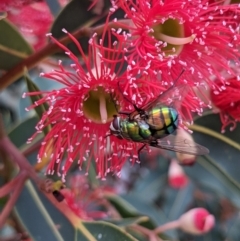 Rutilia (Chrysorutilia) formosa at Currawang, NSW - 24 Jan 2021