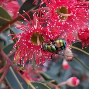 Rutilia (Chrysorutilia) formosa at Currawang, NSW - 24 Jan 2021