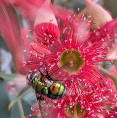 Rutilia (Chrysorutilia) formosa at Currawang, NSW - 24 Jan 2021