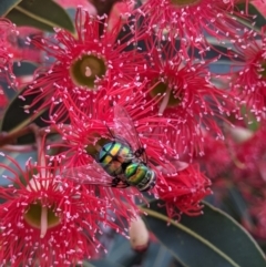 Rutilia (Chrysorutilia) formosa at Currawang, NSW - suppressed