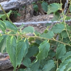 Celtis australis (Nettle Tree) at Majura, ACT - 22 Jan 2021 by JaneR