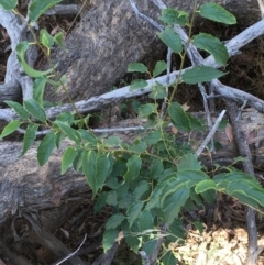 Celtis australis at Majura, ACT - 22 Jan 2021