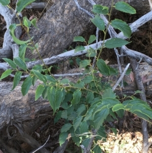 Celtis australis at Majura, ACT - 22 Jan 2021