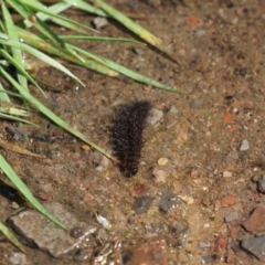 Amata (genus) (Handmaiden Moth) at Aranda Bushland - 1 Nov 2020 by Tammy