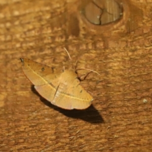 Oenochroma vinaria at Cook, ACT - 27 Jan 2020