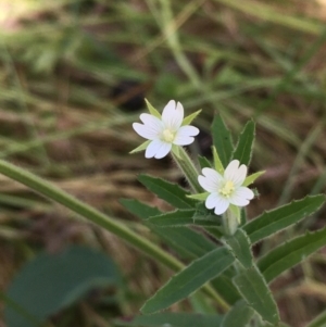 Epilobium hirtigerum at Majura, ACT - 24 Jan 2021 11:54 AM