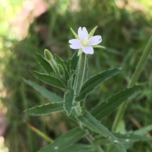 Epilobium hirtigerum at Majura, ACT - 24 Jan 2021