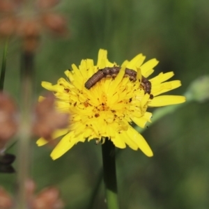 Helicoverpa (genus) at Forde, ACT - 7 Nov 2020