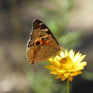 Junonia villida at Chifley, ACT - 20 Jan 2021 03:35 PM