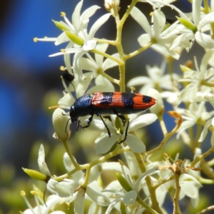 Castiarina crenata at Chifley, ACT - 20 Jan 2021