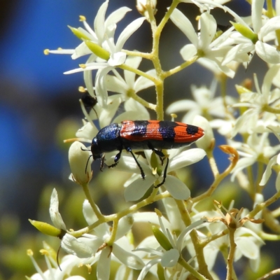 Castiarina crenata (Jewel beetle) at Chifley, ACT - 20 Jan 2021 by MatthewFrawley