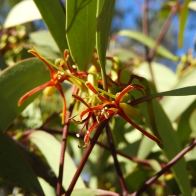 Muellerina eucalyptoides (Creeping Mistletoe) at Chifley, ACT - 20 Jan 2021 by MatthewFrawley