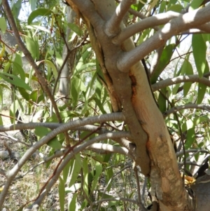 Muellerina eucalyptoides at Chifley, ACT - 20 Jan 2021