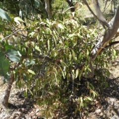 Muellerina eucalyptoides at Chifley, ACT - 20 Jan 2021