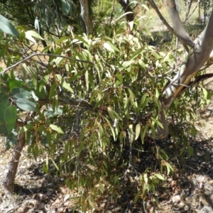 Muellerina eucalyptoides at Chifley, ACT - 20 Jan 2021