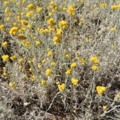 Chrysocephalum apiculatum (Common Everlasting) at Chifley, ACT - 20 Jan 2021 by MatthewFrawley