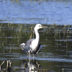 Ardea pacifica (White-necked Heron) at Fyshwick, ACT - 15 Jan 2021 by davidcunninghamwildlife