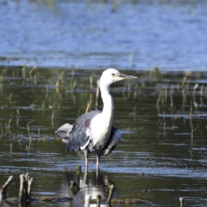 Ardea pacifica at Fyshwick, ACT - 15 Jan 2021 06:48 PM