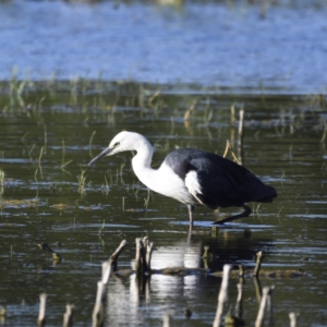 Ardea pacifica at Fyshwick, ACT - 15 Jan 2021 06:48 PM