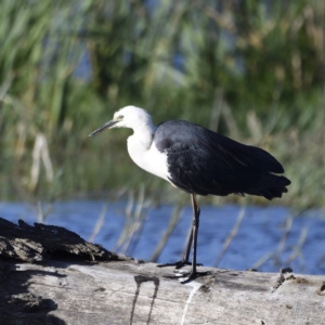 Ardea pacifica at Fyshwick, ACT - 15 Jan 2021 06:48 PM