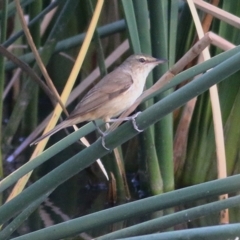 Acrocephalus australis (Australian Reed-Warbler) at West Albury, NSW - 24 Jan 2021 by Kyliegw