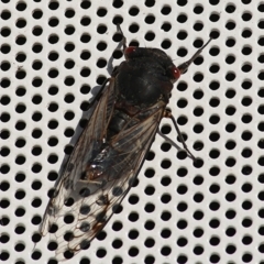 Psaltoda moerens (Redeye cicada) at - 24 Jan 2021 by Kyliegw