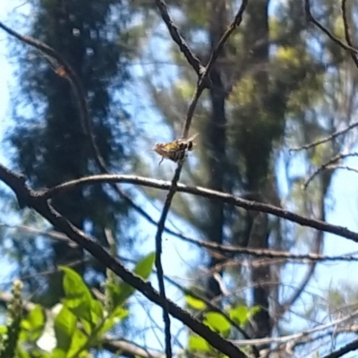 Amegilla sp. (genus) (Blue Banded Bee) at Surf Beach, NSW - 23 Jan 2021 by LyndalT